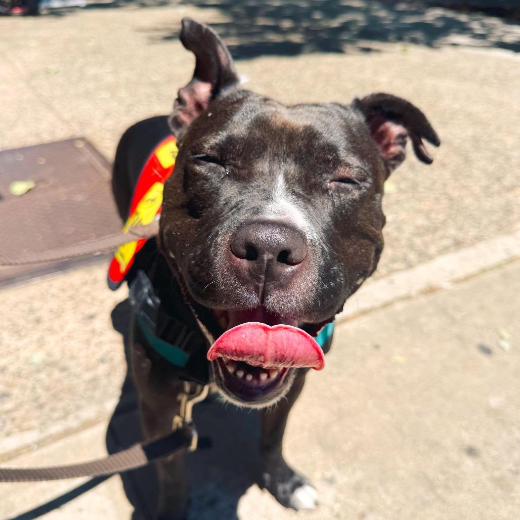 Sage, a Adoptable Mixed Breed in Jersey City, NJ image 2/6