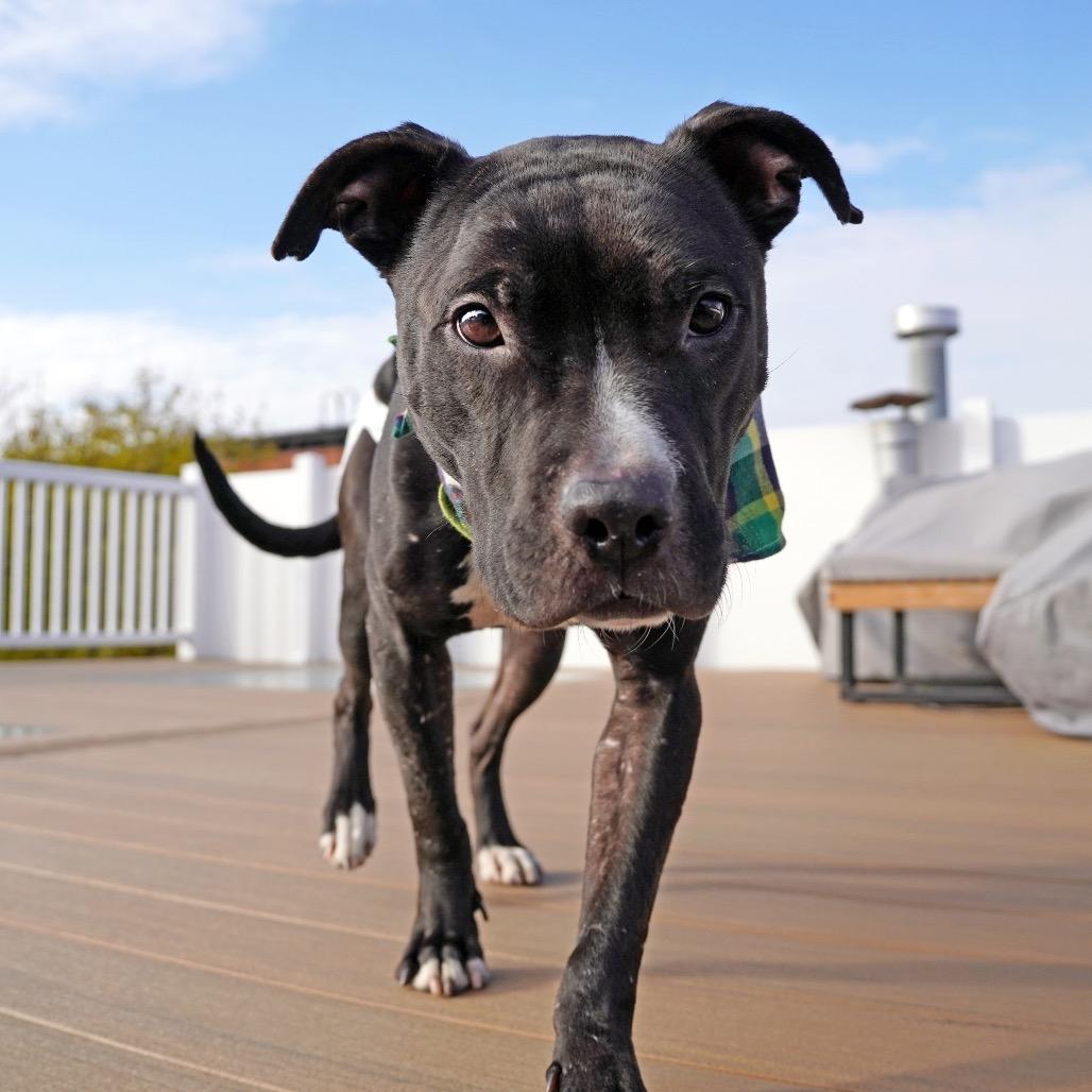 Enlarge Sage, a Adoptable Mixed Breed in Jersey City, NJ image 2/6