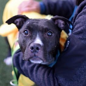 Sage, a Adoptable Mixed Breed in Jersey City, NJ image 3/6