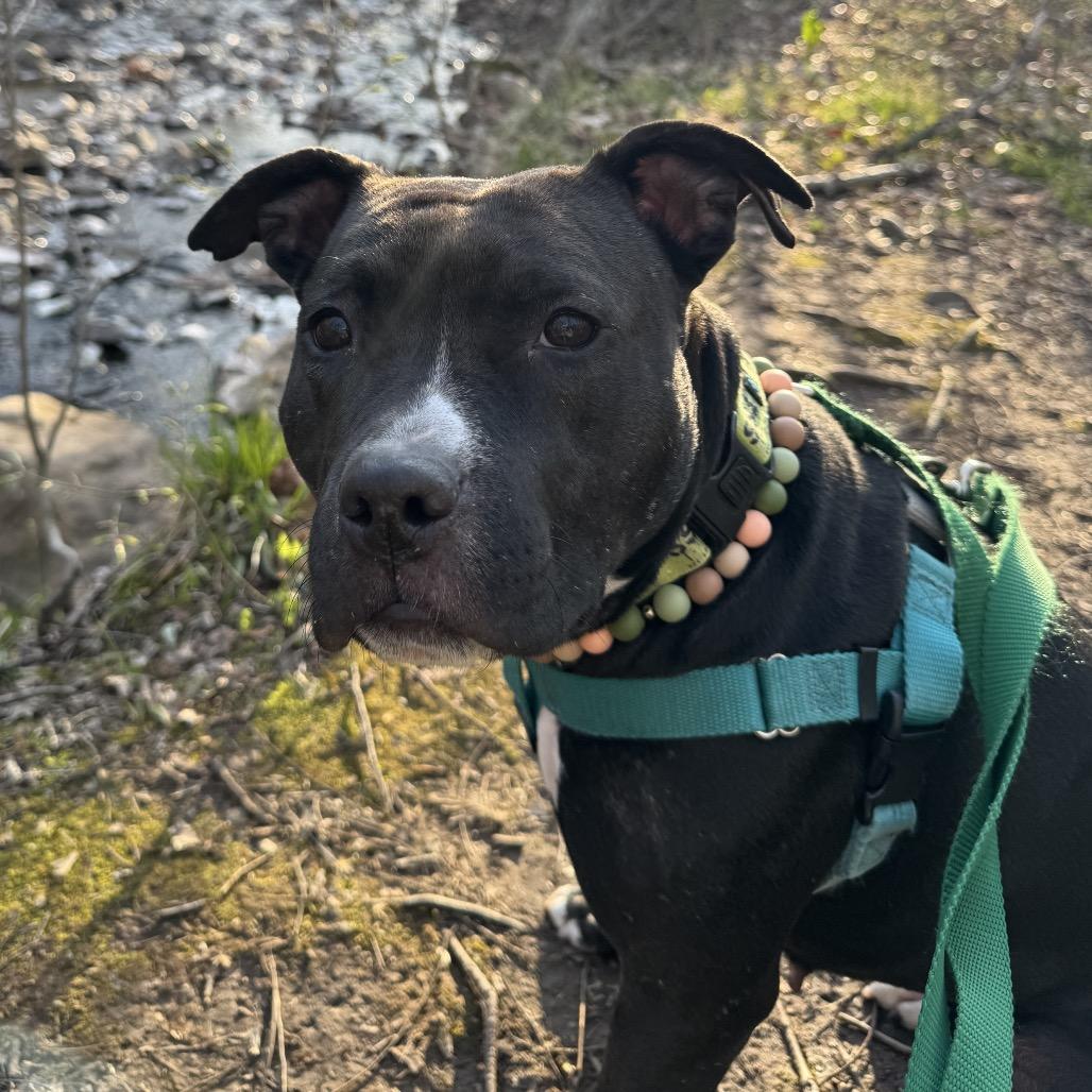 Sage, a Adoptable Mixed Breed in Jersey City, NJ image 5/6