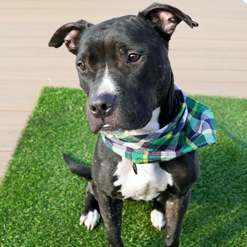 Enlarge Sage, a Adoptable Mixed Breed in Jersey City, NJ image 3/6