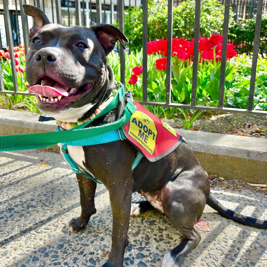 Enlarge Sage, a Adoptable Mixed Breed in Jersey City, NJ image 4/6