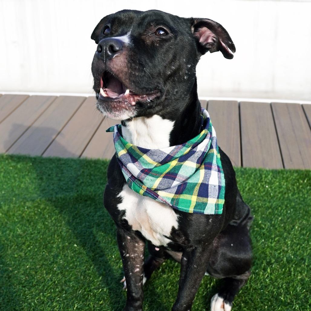 Enlarge Sage, a Adoptable Mixed Breed in Jersey City, NJ image 4/6