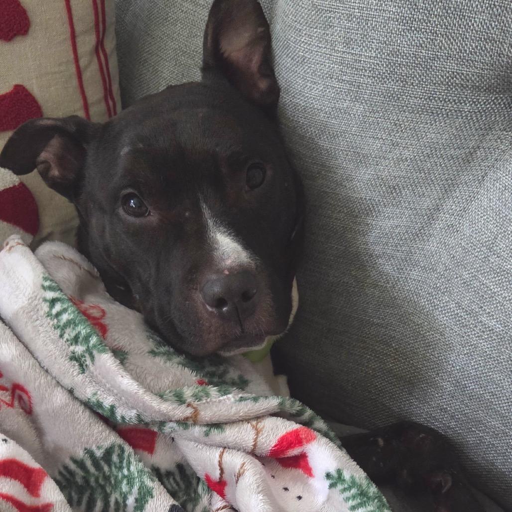 Sage, a Adoptable Mixed Breed in Jersey City, NJ image 6/6