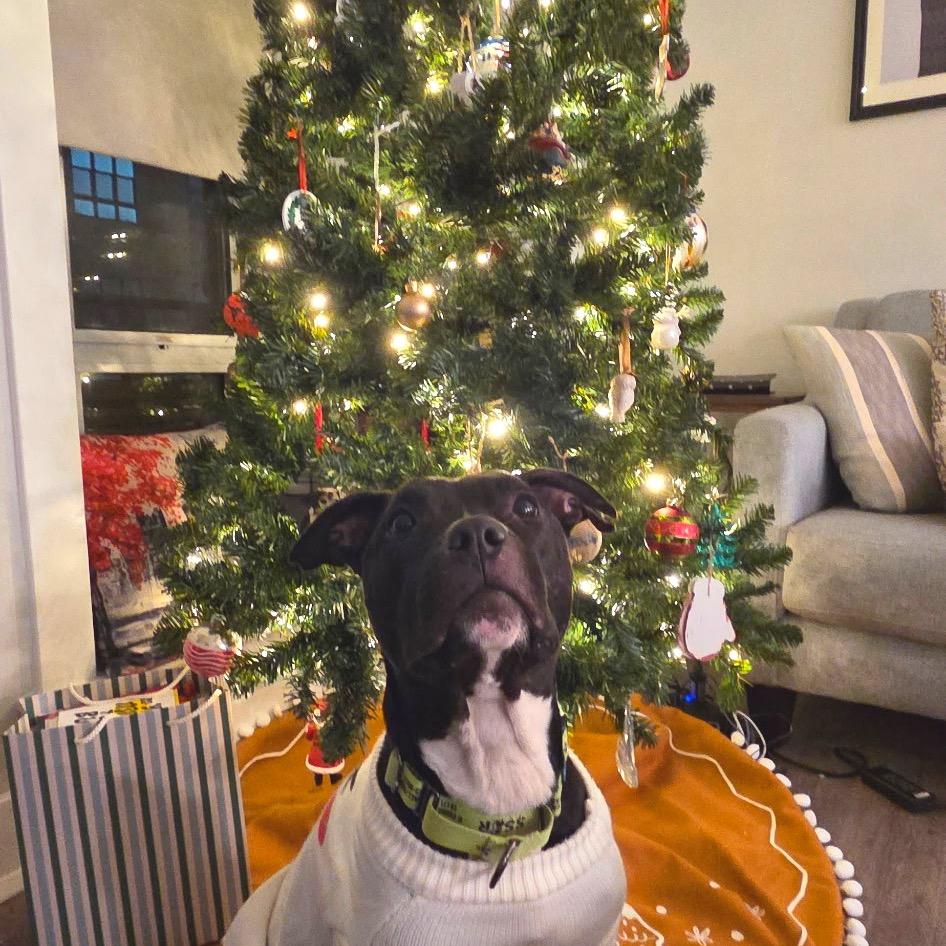 Enlarge Sage, a Adoptable Mixed Breed in Jersey City, NJ image 6/6