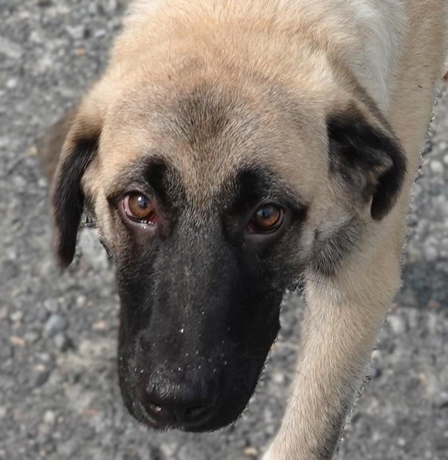 Mallory, a Adoptable mixed breed in Richmond, VA image 1/5