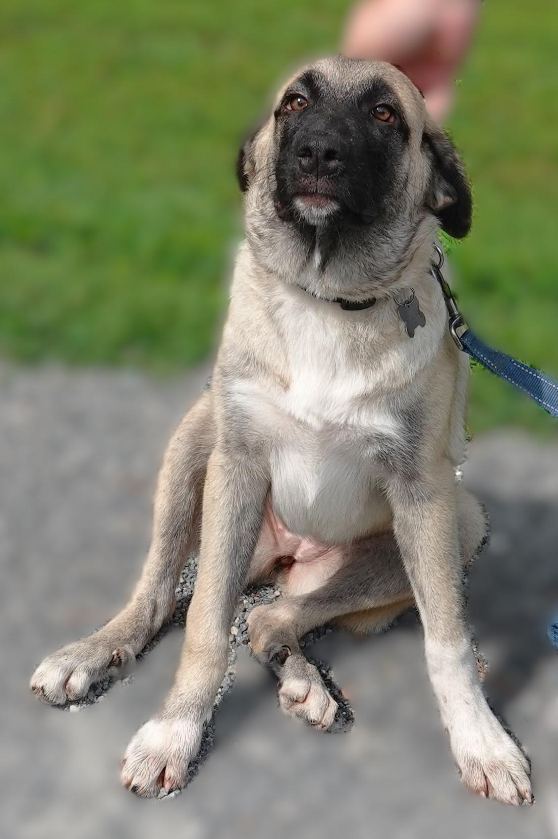 Mallory, a Adoptable mixed breed in Richmond, VA image 5/5