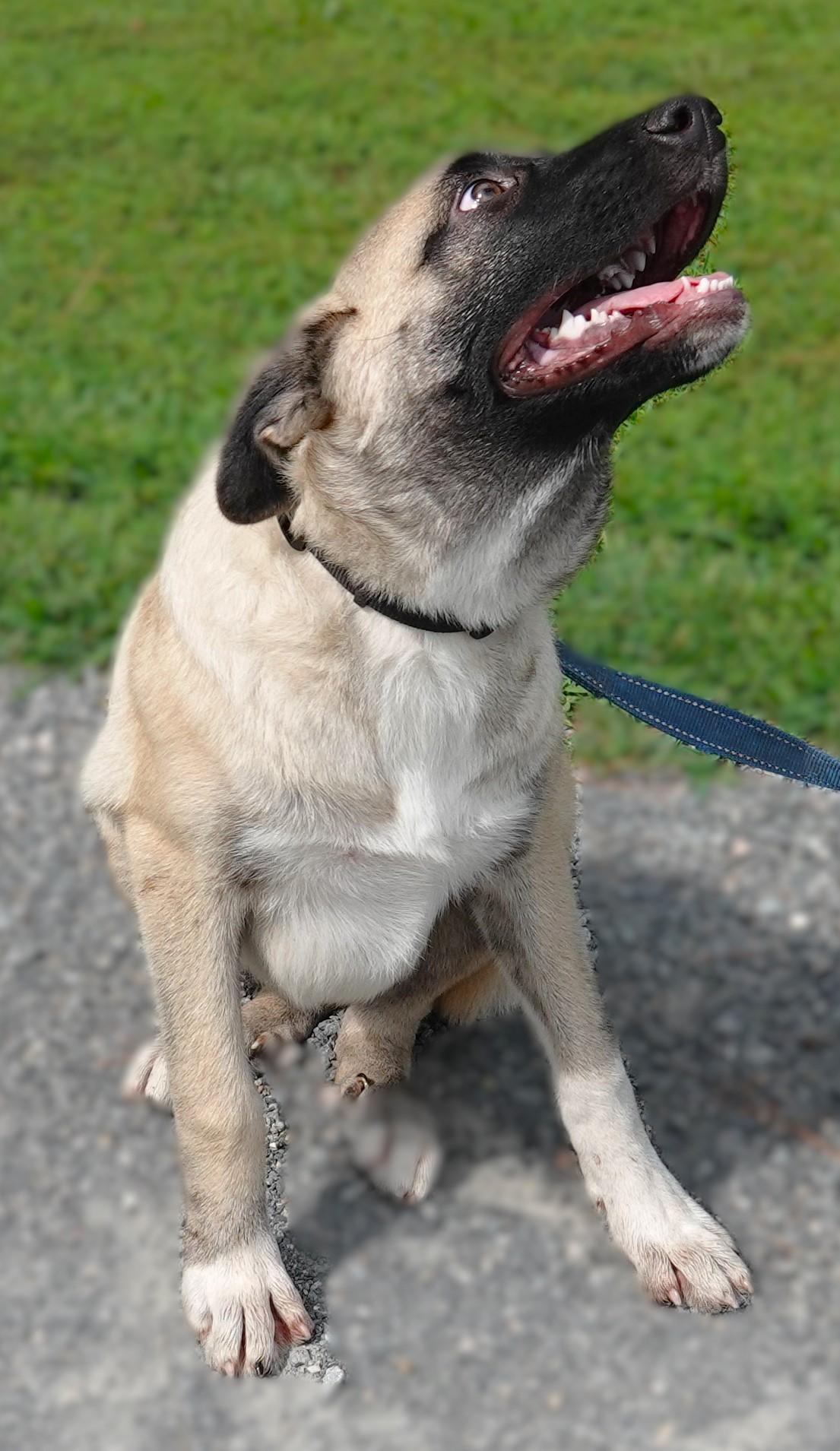 Mallory, a Adoptable mixed breed in Richmond, VA image 3/5