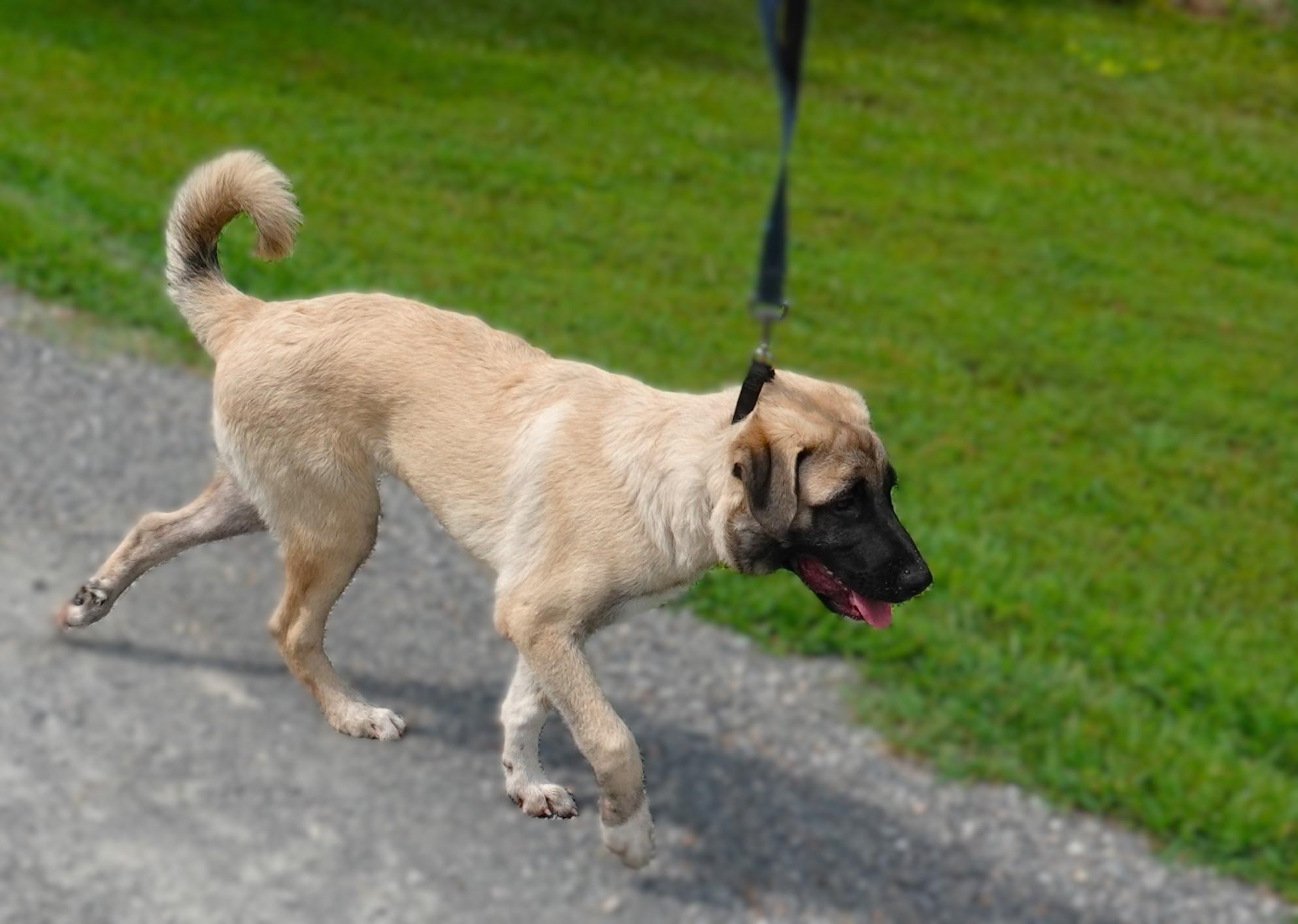 Mallory, a Adoptable mixed breed in Richmond, VA image 4/5