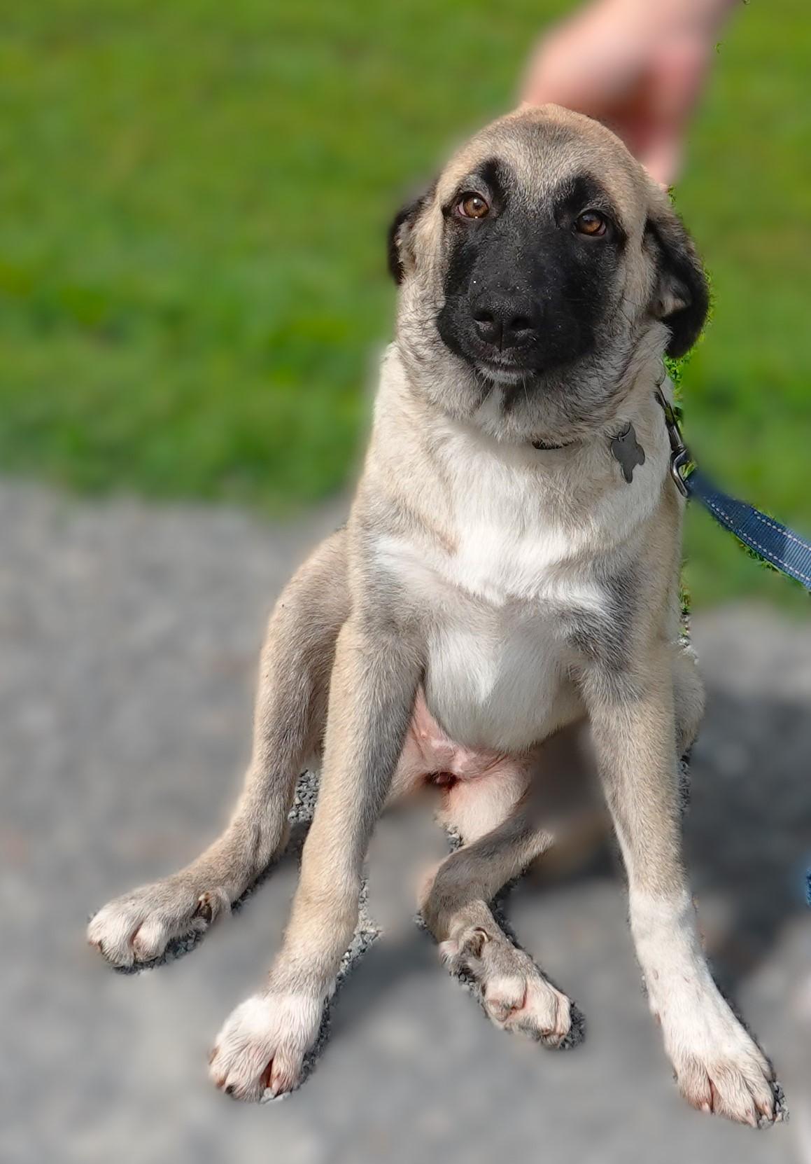 Mallory, a Adoptable mixed breed in Richmond, VA image 2/5