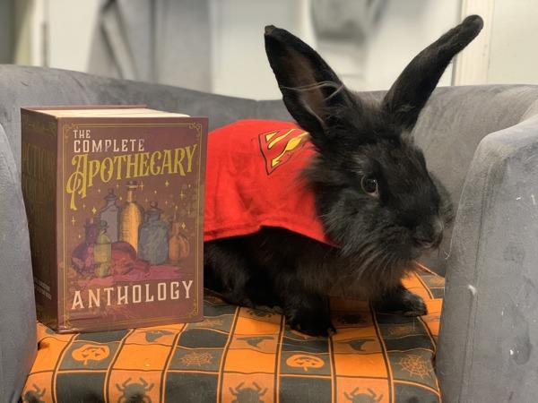 Marilyn, Adoptable, Adult Female Angora Rabbit.