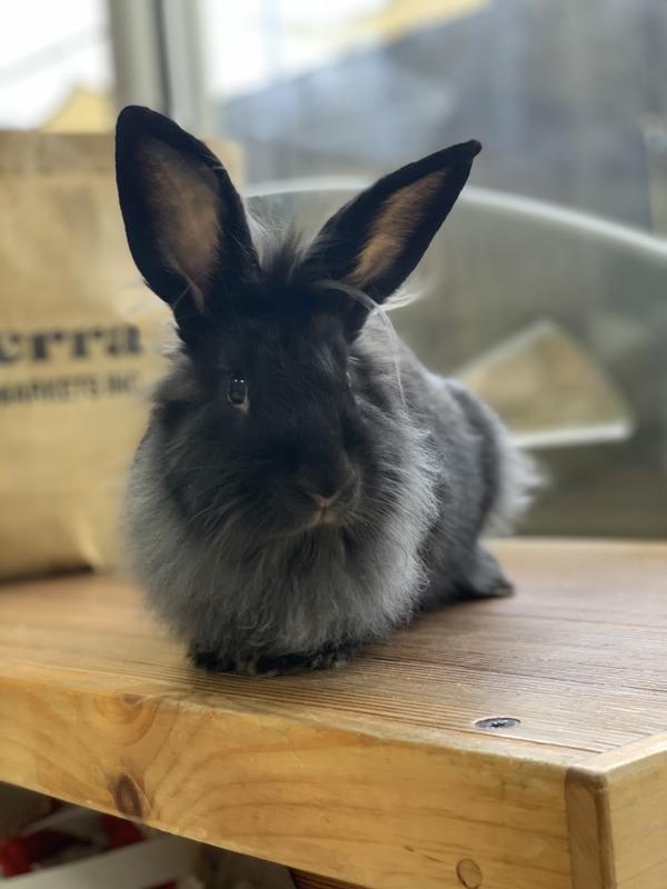 Enlarge Marilyn, a Adoptable mixed breed in Oakland, NJ image 2/5