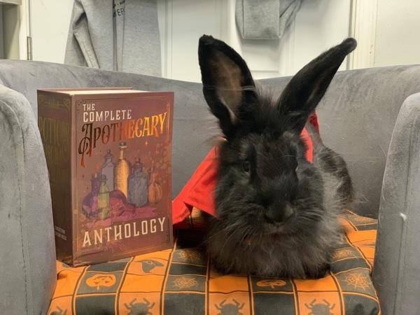 Enlarge Marilyn, a Adoptable mixed breed in Oakland, NJ image 3/5