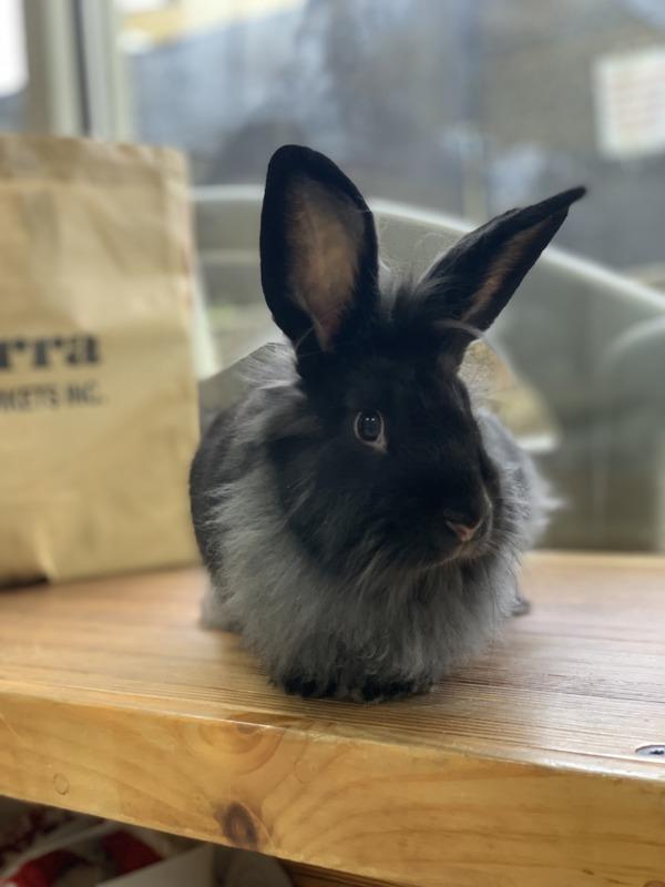 Marilyn, a Adoptable mixed breed in Oakland, NJ image 4/5