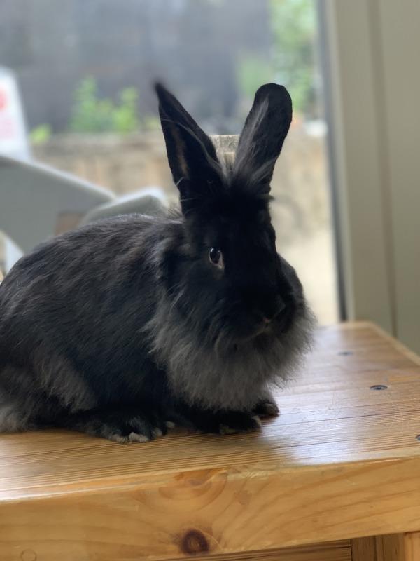 Enlarge Marilyn, a Adoptable mixed breed in Oakland, NJ image 5/5