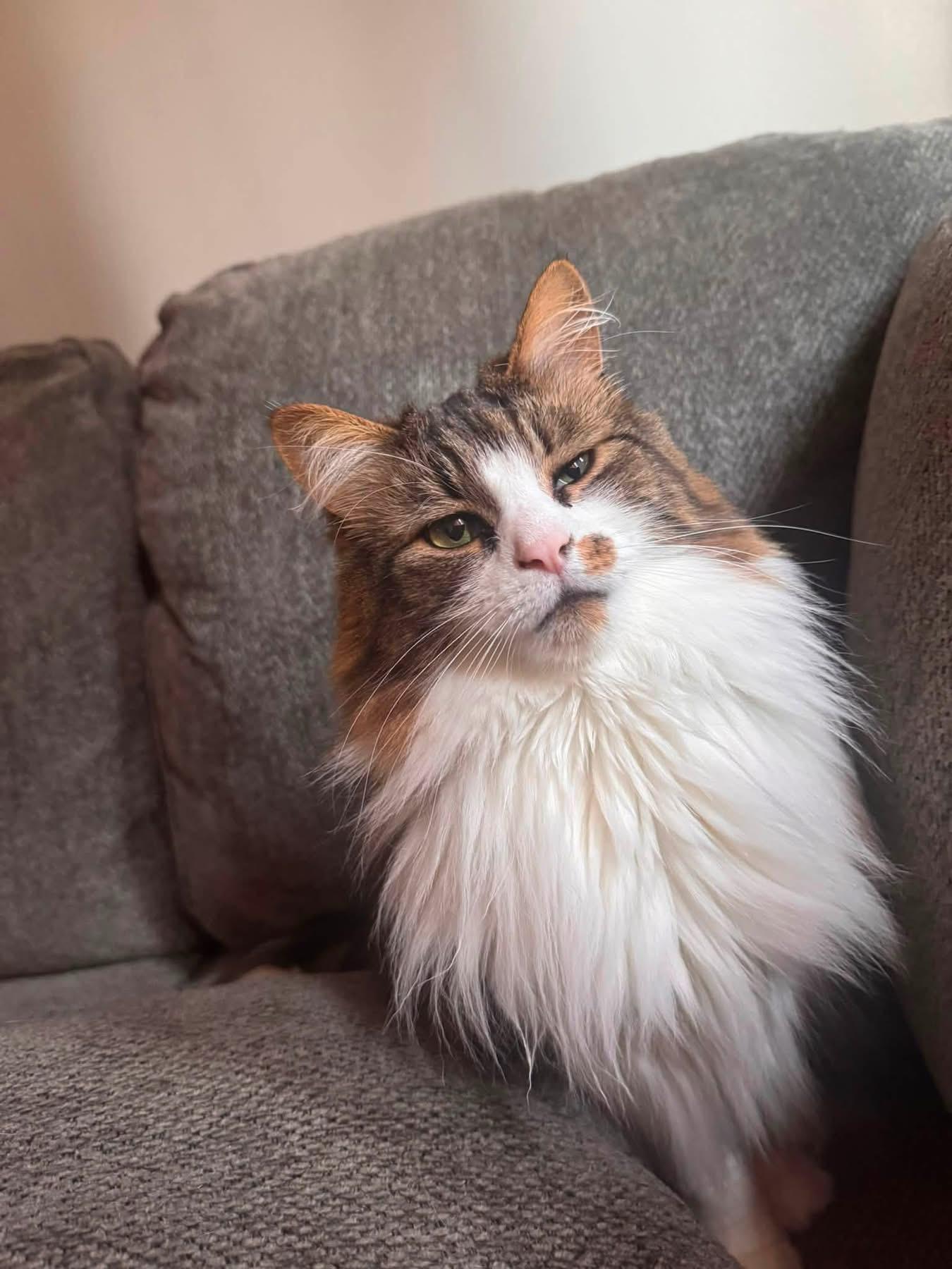 Gus, adopted, Adult Male Ragdoll & Domestic Medium Hair.