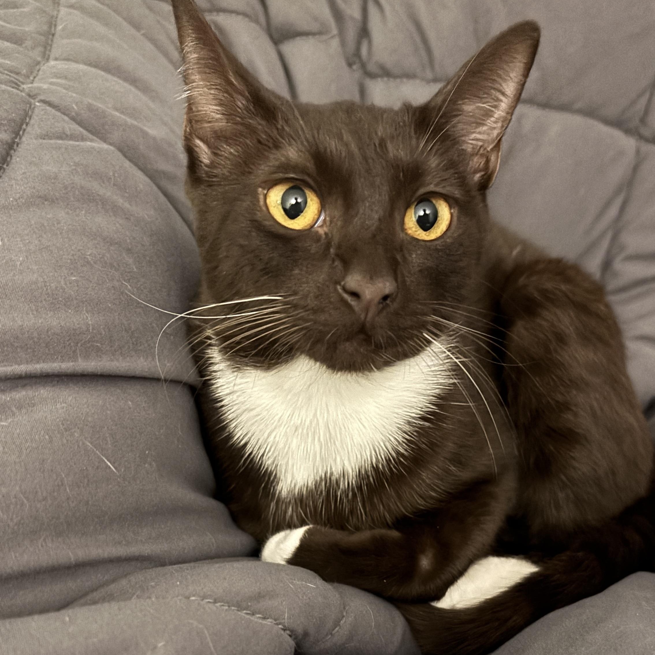 Enlarge Ember, a ADOPTABLE Domestic Short Hair in Melrose, MA image 2/5