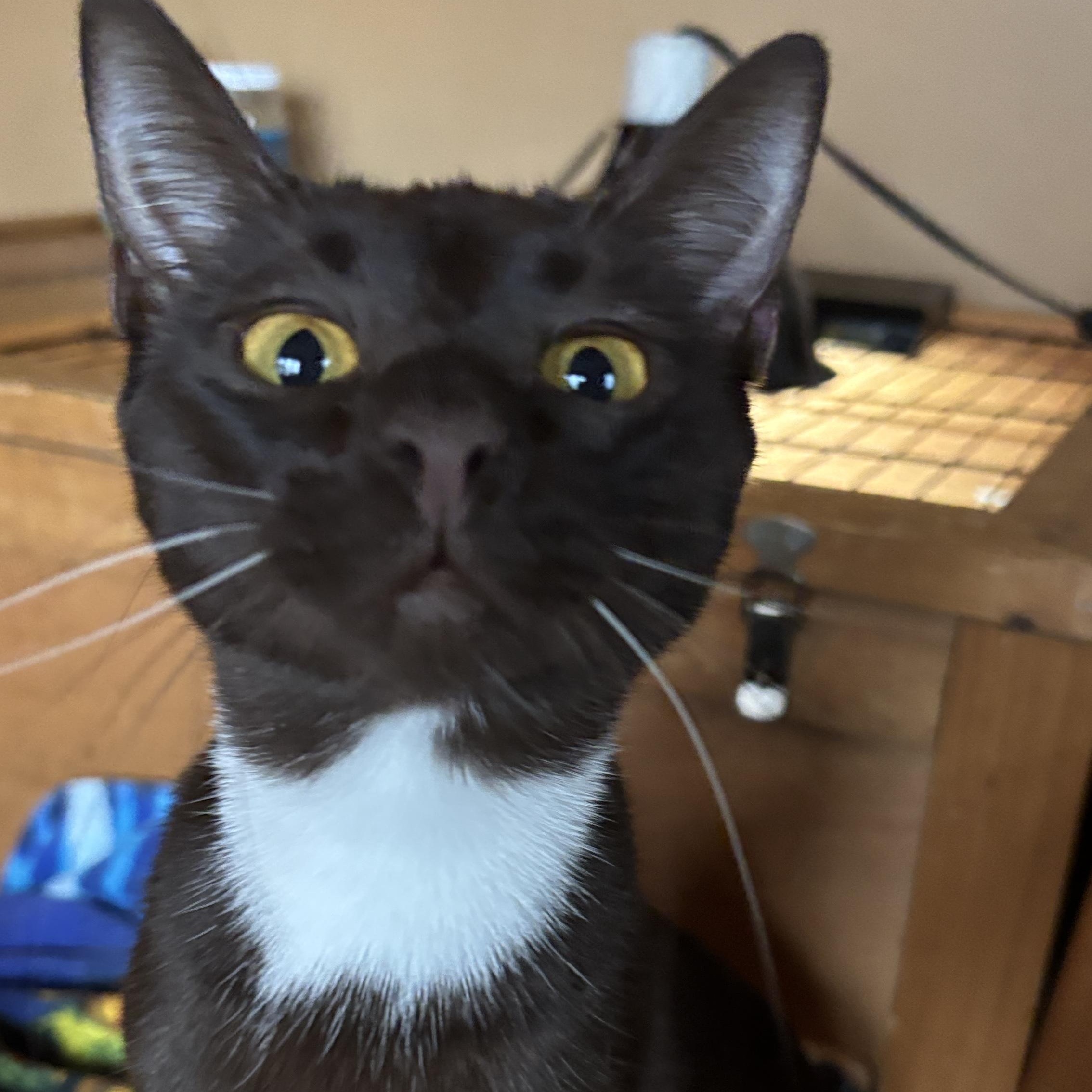 Ember, ADOPTABLE, Kitten Female Domestic Short Hair.