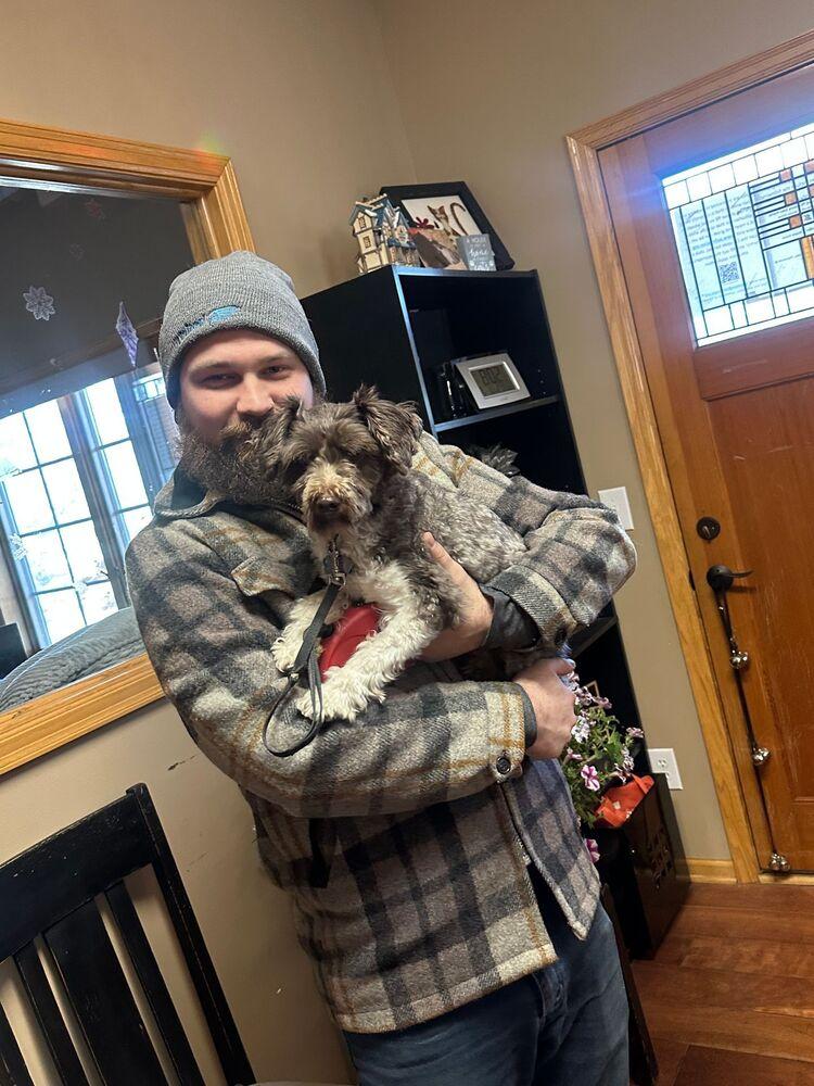Redford, Adoptable, Young Male Schnauzer.