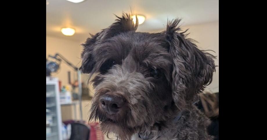 Enlarge Redford, a Adoptable Schnauzer in Anoka, MN image 2/2