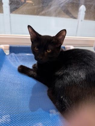 Legion, Adoptable, Kitten Male Domestic Short Hair & Domestic Short Hair.