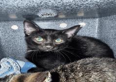 Enlarge Legion, a Adoptable mixed breed in Largo, FL image 1/1