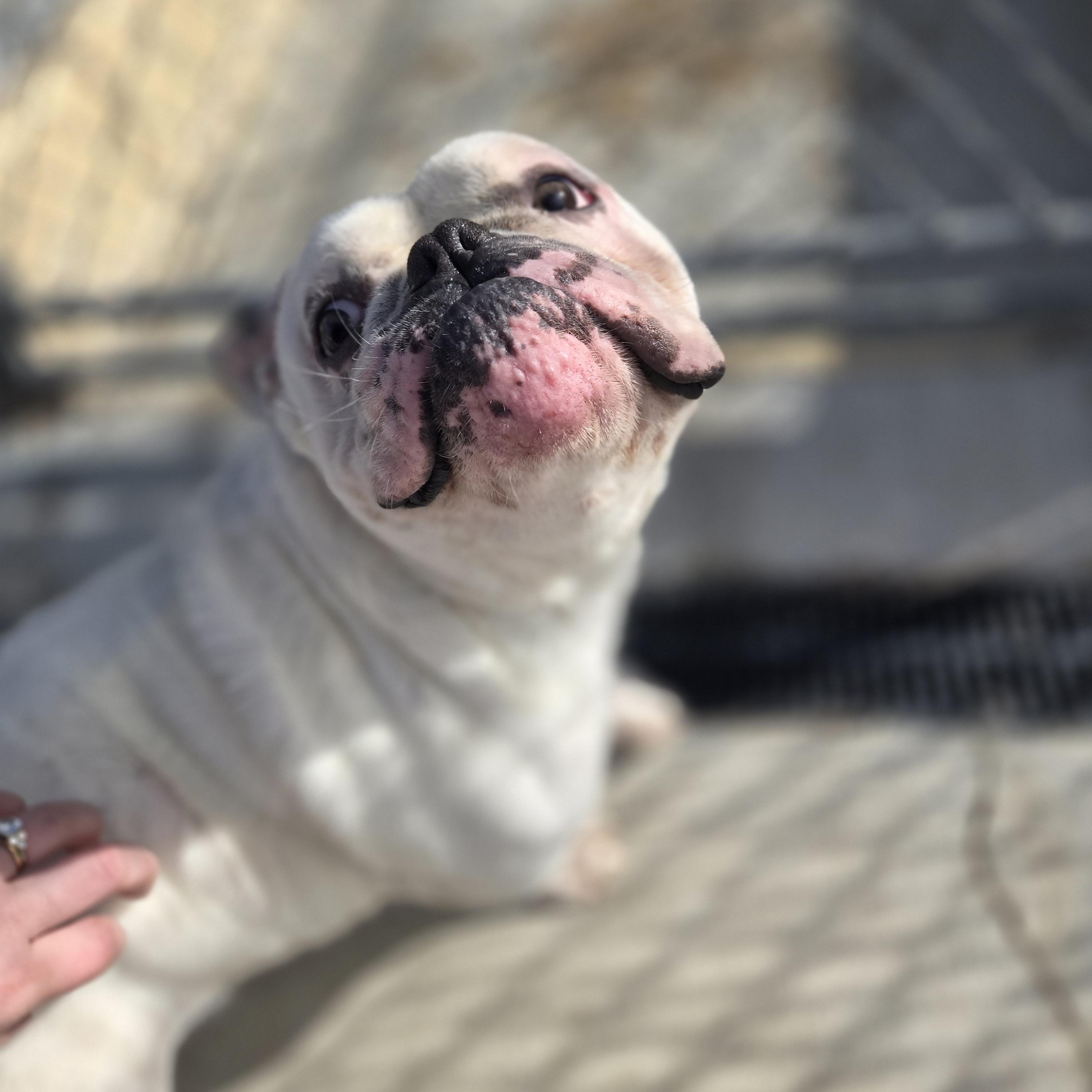Enlarge Mayor, a Adoptable English Bulldog in FLEETWOOD, PA image 2/6