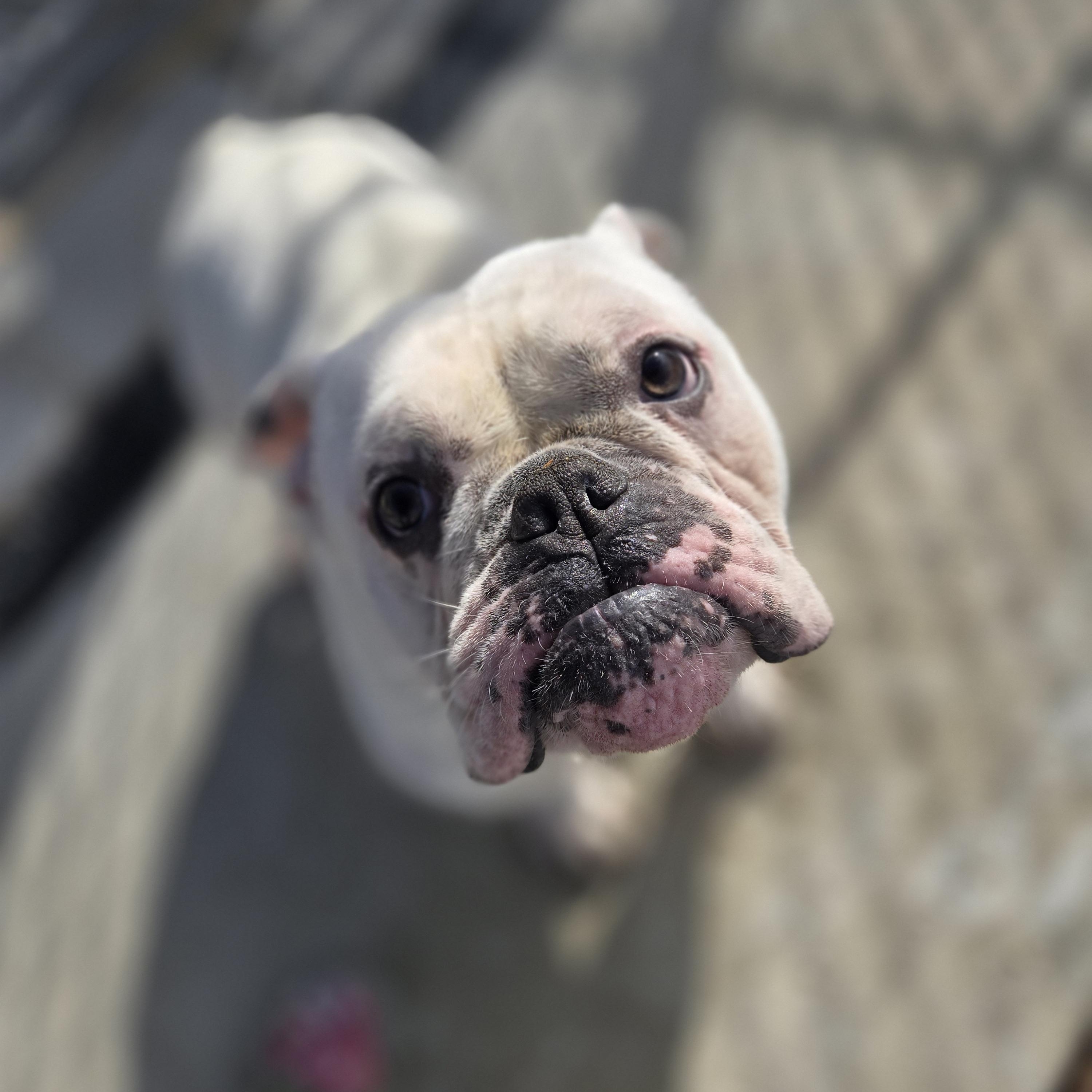 Enlarge Mayor, a Adoptable English Bulldog in FLEETWOOD, PA image 3/6