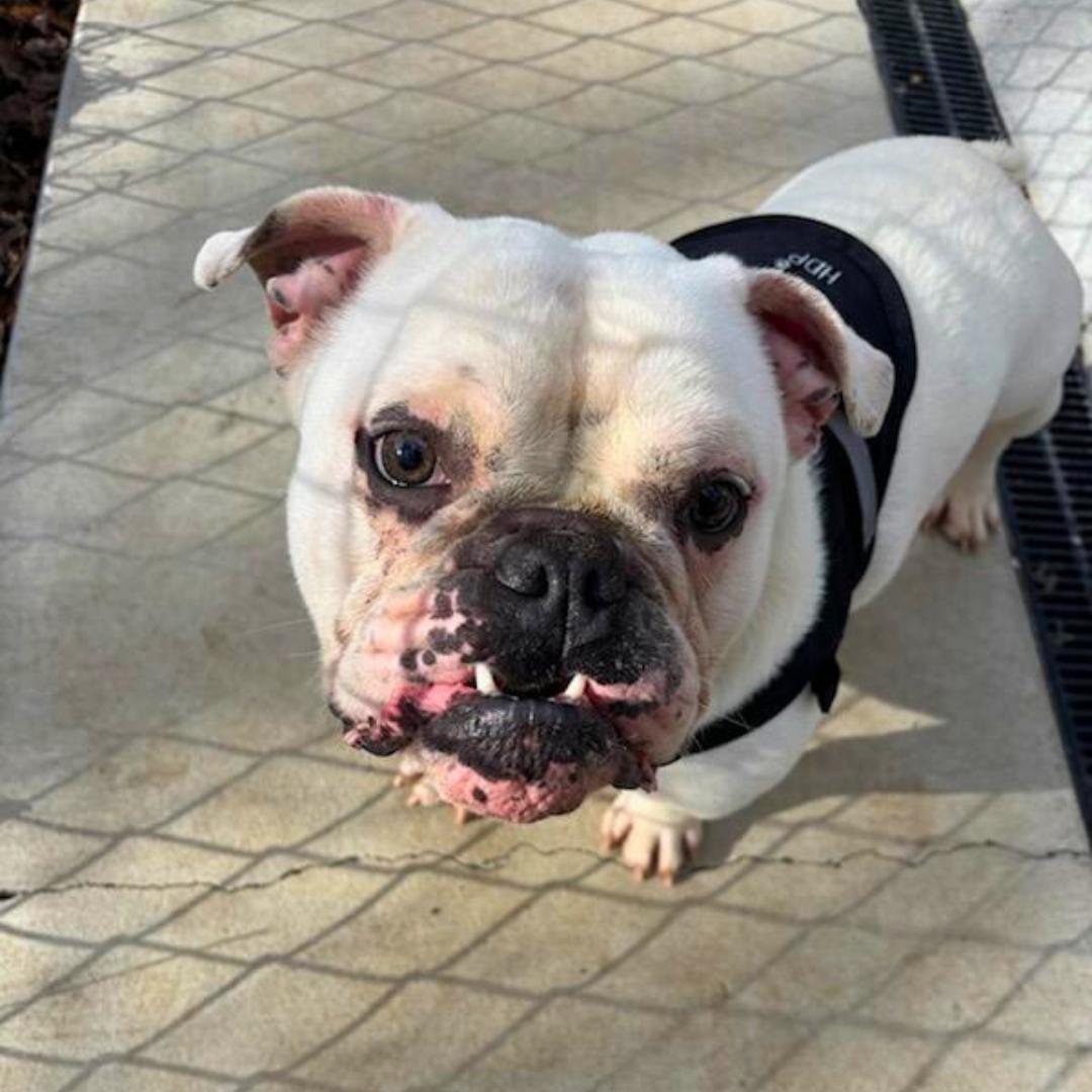 Enlarge Mayor, a Adoptable English Bulldog in FLEETWOOD, PA image 1/6