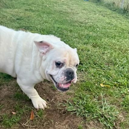 Enlarge Mayor, a Adoptable English Bulldog in FLEETWOOD, PA image 5/6