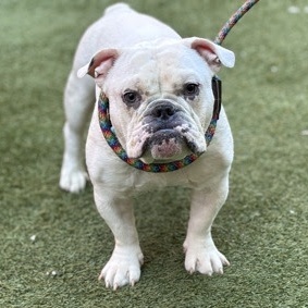 Enlarge Mayor, a Adoptable English Bulldog in FLEETWOOD, PA image 6/6