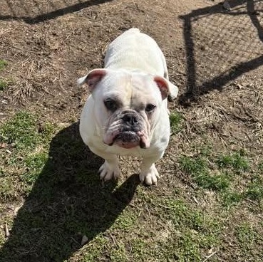 Enlarge Mayor, a Adoptable English Bulldog in FLEETWOOD, PA image 4/6