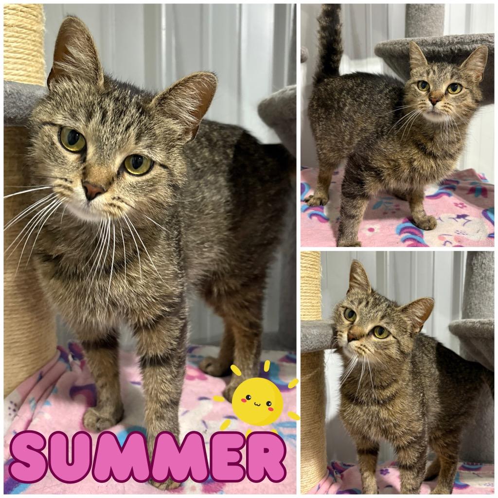 Enlarge Summer, a Adoptable mixed breed in Pierceton, IN image 1/2