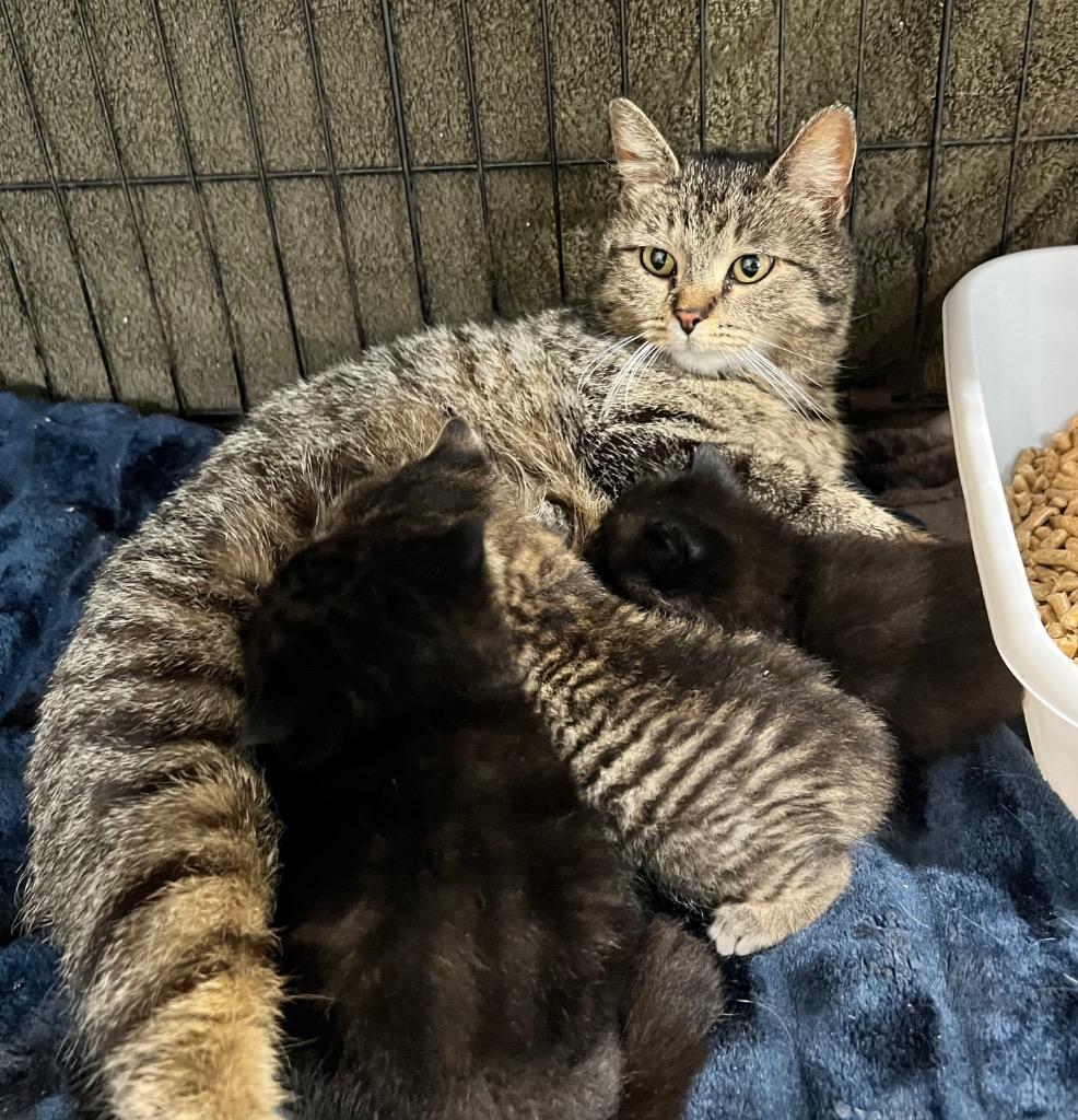 Enlarge Summer, a Adoptable mixed breed in Pierceton, IN image 2/2