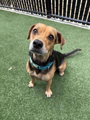 Millie, Adoptable, Young Female Mixed Breed & Mixed Breed.