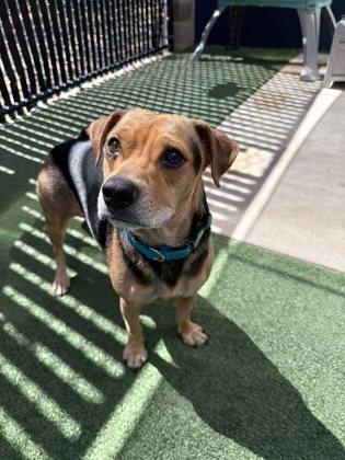 Millie, a Adoptable mixed breed in Pleasanton, CA image 1/3