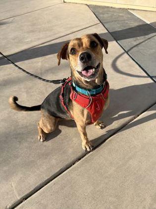 Millie, a Adoptable mixed breed in Pleasanton, CA image 2/3