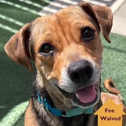 Millie, a Adoptable mixed breed in Pleasanton, CA image 3/3
