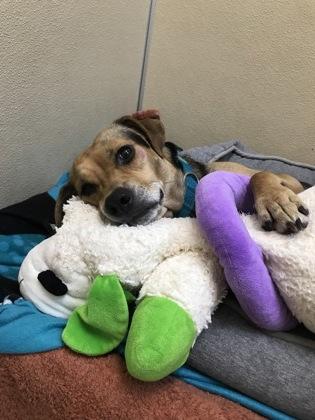Enlarge Millie, a Adoptable mixed breed in Pleasanton, CA image 1/3