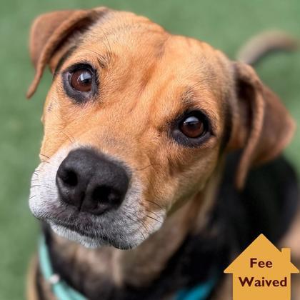 Enlarge Millie, a Adoptable mixed breed in Pleasanton, CA image 3/3
