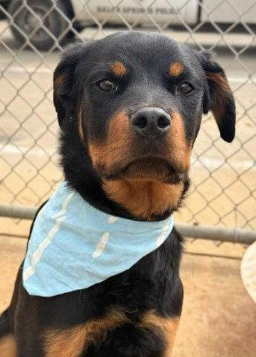 Sonny, Adoptable, Young Male Rottweiler.