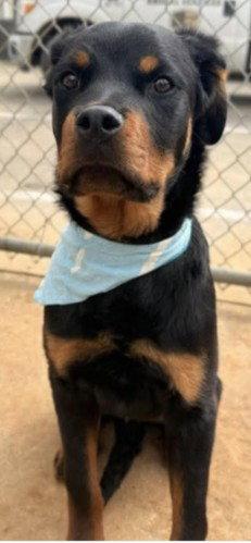 Enlarge Sonny, a Adoptable Rottweiler in Hillsboro, NH image 2/3