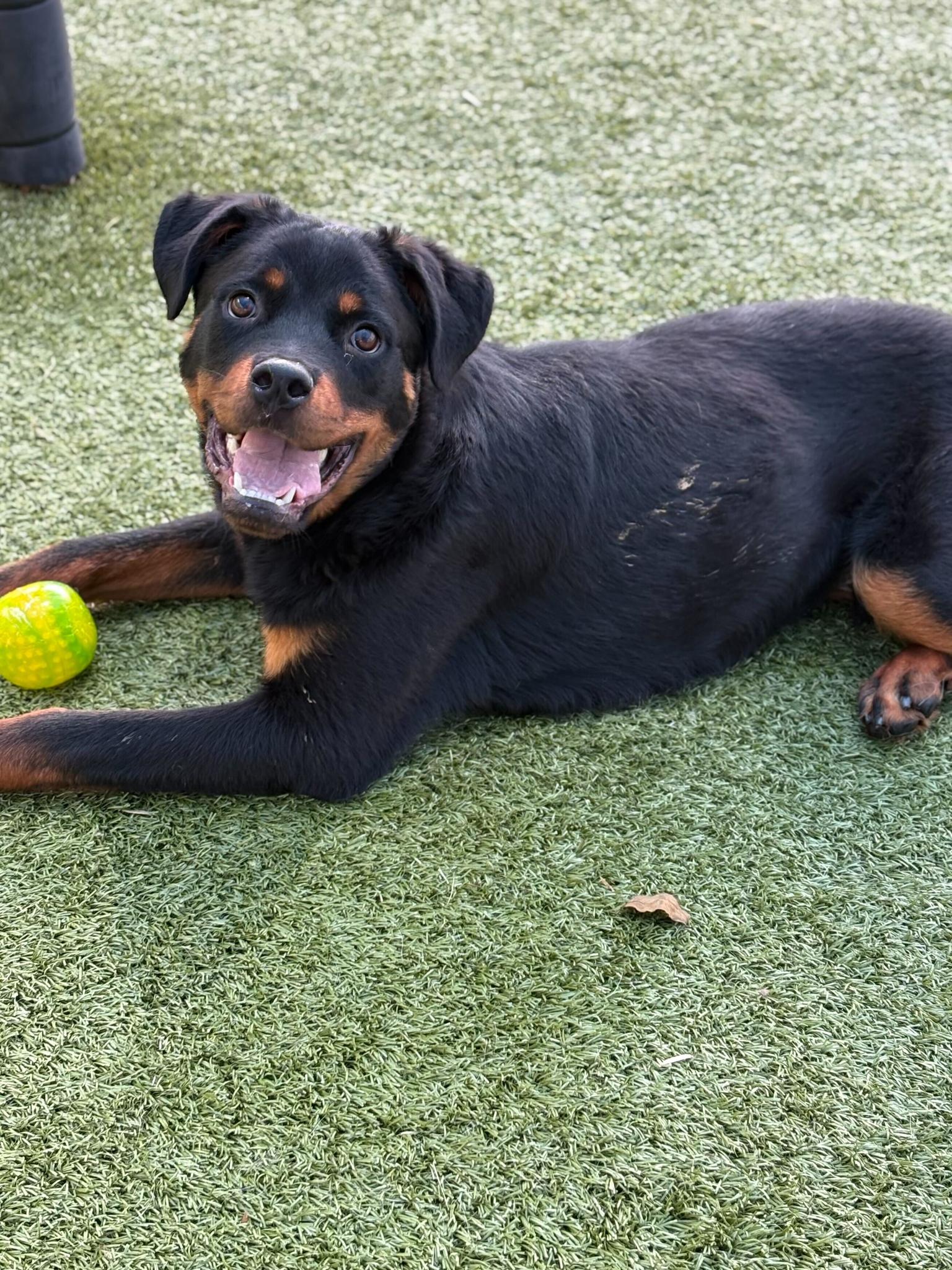 Sonny, Adoptable, Young Male Rottweiler.