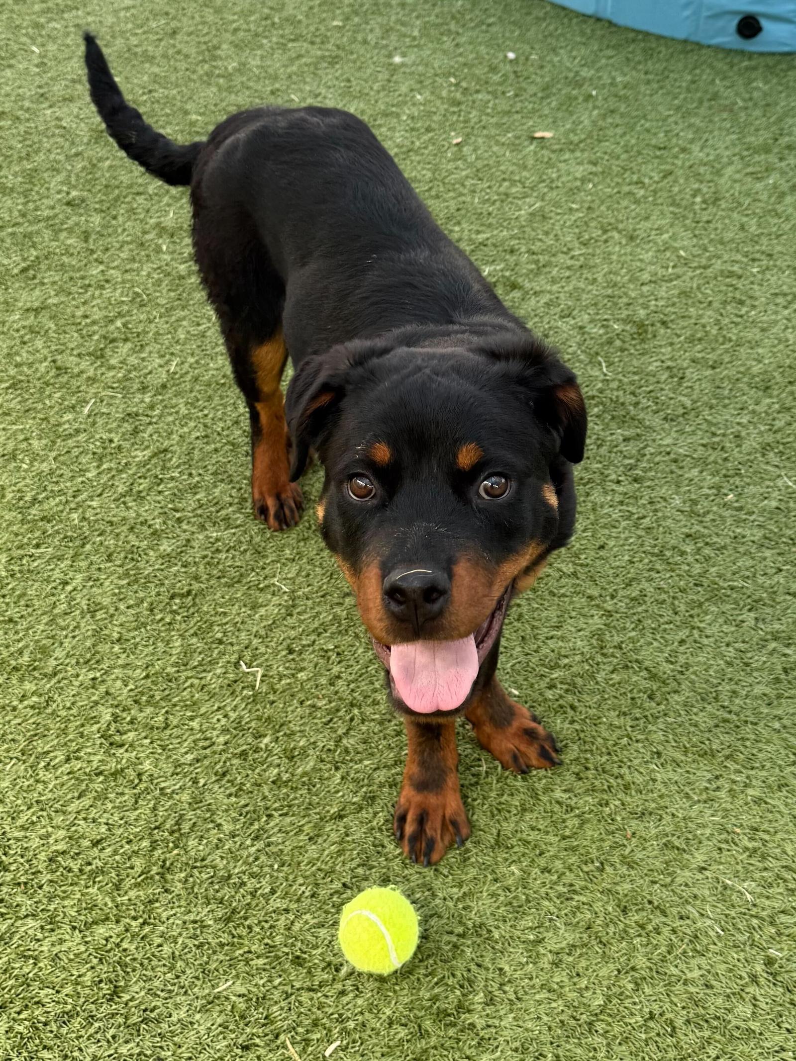 Enlarge Sonny, a Adoptable Rottweiler in Hillsboro, NH image 2/3