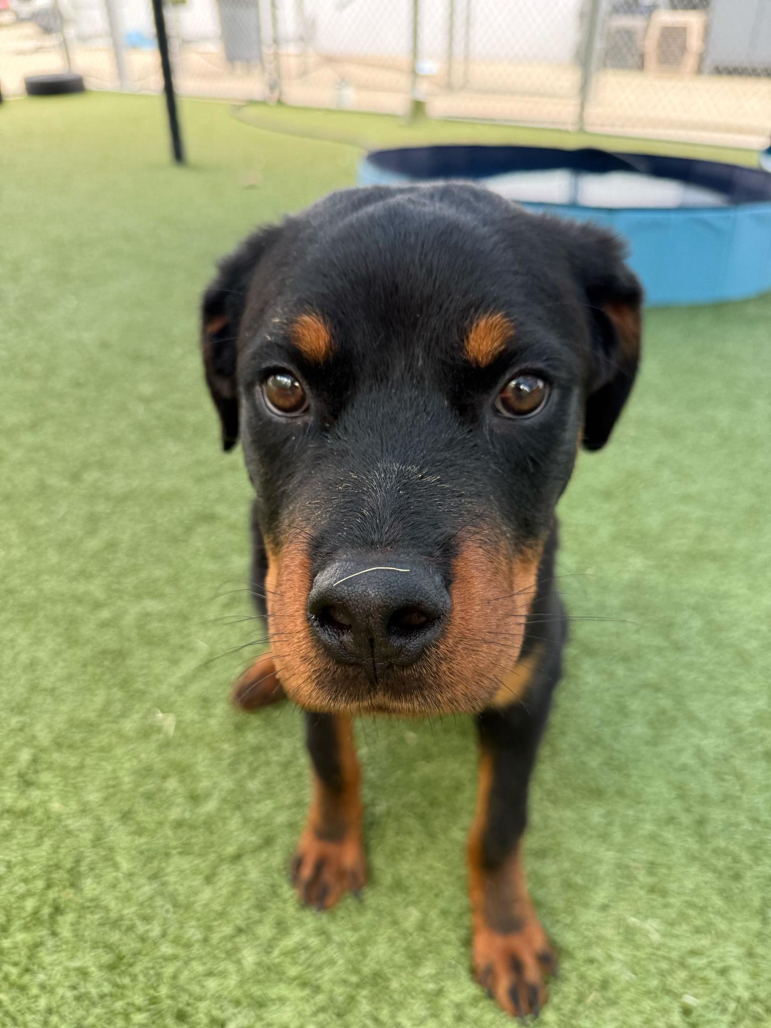 Enlarge Sonny, a Adoptable Rottweiler in Hillsboro, NH image 3/3