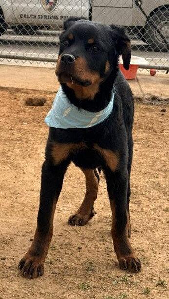 Enlarge Sonny, a Adoptable Rottweiler in Hillsboro, NH image 3/3