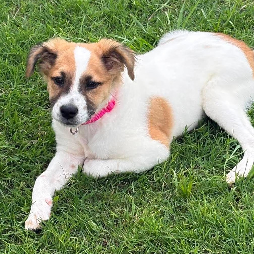 Lucy, an adopted mixed breed in New Braunfels, TX image 5/6