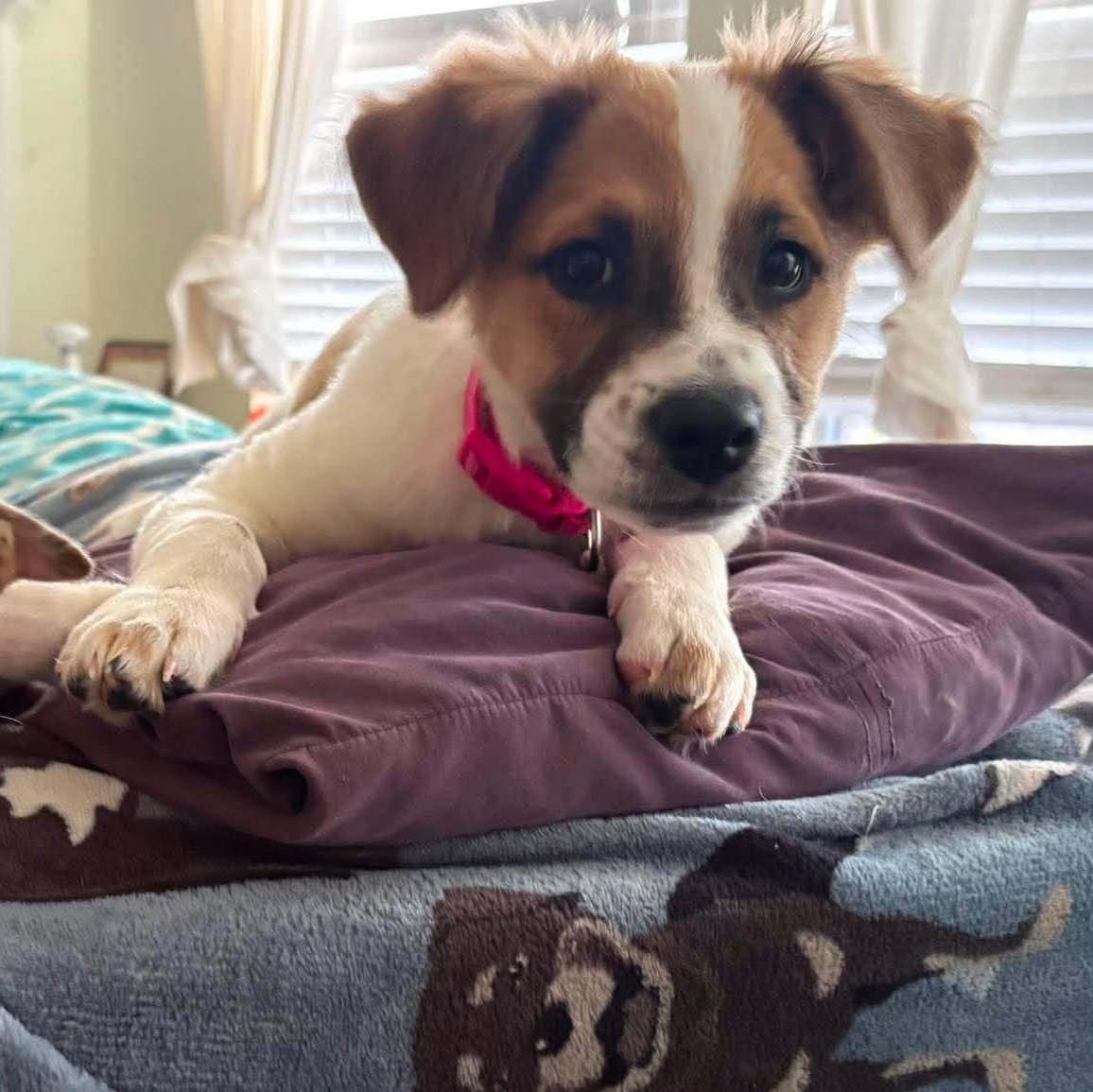 Lucy, an adopted mixed breed in New Braunfels, TX image 2/6
