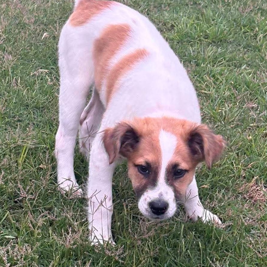 Lucy, an adopted mixed breed in New Braunfels, TX image 6/6