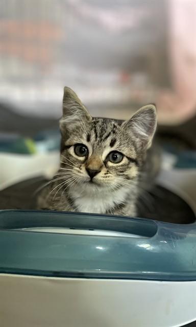 Enlarge JANE, a Adoptable Domestic Short Hair in Brewster, MA image 1/1
